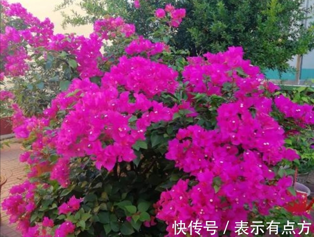 院子|院子里养上4种藤本花卉,花期开成花海,犹如美丽画卷