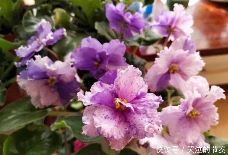 4种花比绿萝更好养,比玫瑰更漂亮,随便养都能活,家变花海