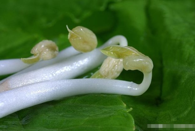 转告家里人这2种蔬菜发芽后吃,营养价值会翻倍,别白白浪费了