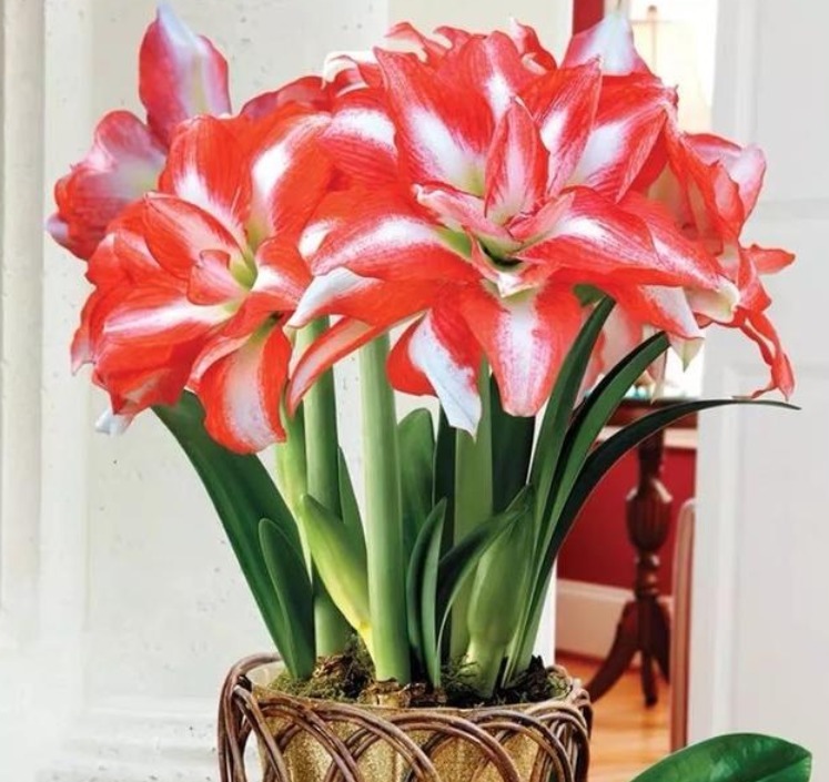 4种花，请记住，在室外给它冻一冻，才能开花旺，更漂亮！