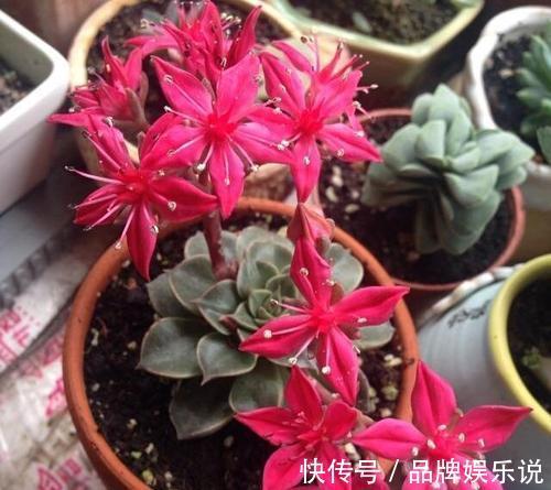 少有人养的冷门多肉,没想到还是个“花仙子”,开花如此惊艳!