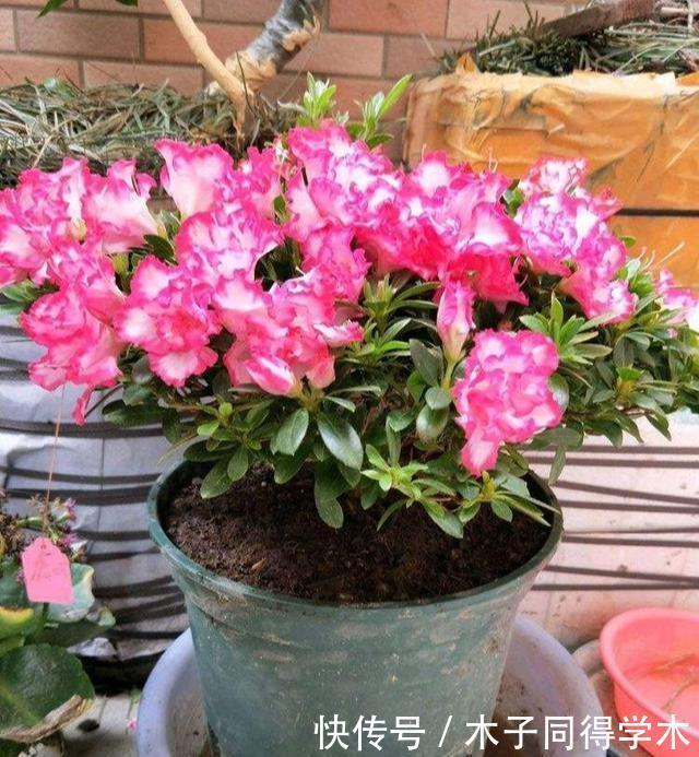 养花|这3种“漂亮花”，只能浇水，不能喷水，喷一喷都是短命鬼