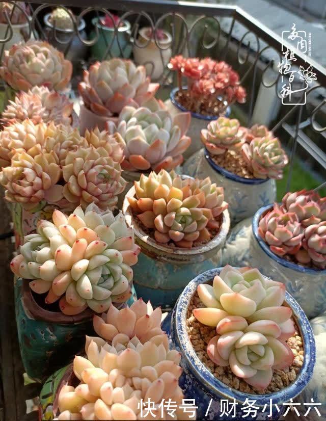揭秘:那些干净又温暖的多肉照片从哪里来?