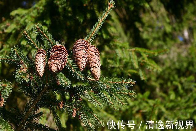 山上捡个“松果”养盆里，没几天就发芽，放在书房意境足！