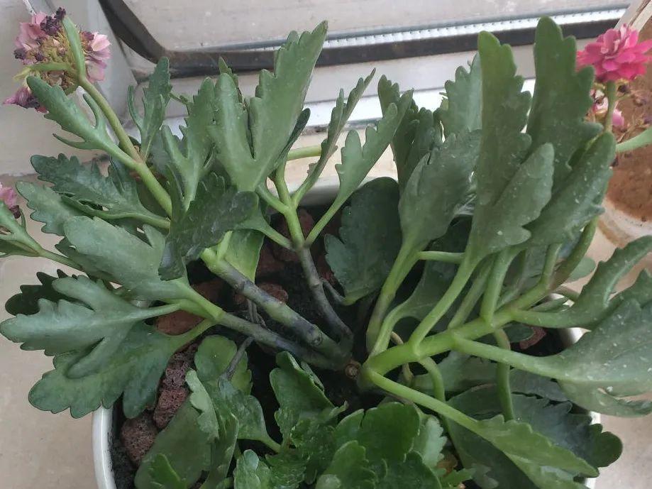 浇水|10种花要控水,天热反而不能浇,一浇水就死