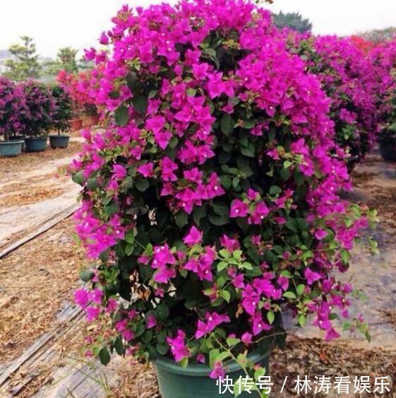 花盆|三角梅不开花教你“3法”,给它“摘心剪发”,年年开花爆满盆
