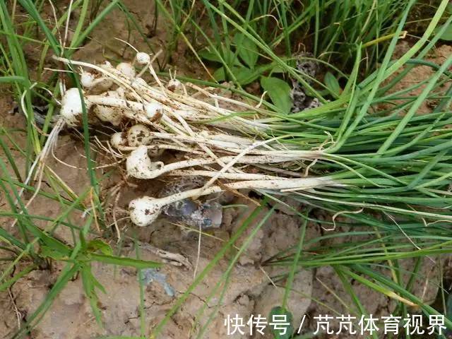 薤白|此物像葱又像蒜,通血管不输三七,却便宜太多!农村遍地都是!