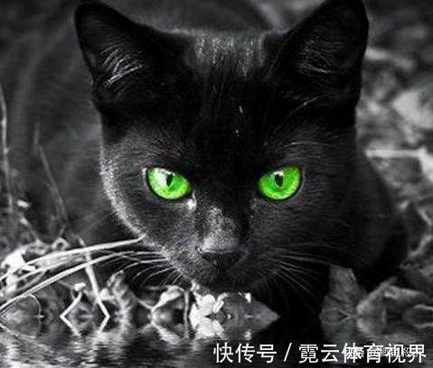 野猪|4次夜钓奇异事件，当时就收竿走人，心理暗示自己吓自己