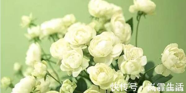 茉莉花|盆栽茉莉花，养护注意这3点，花开一茬接一茬