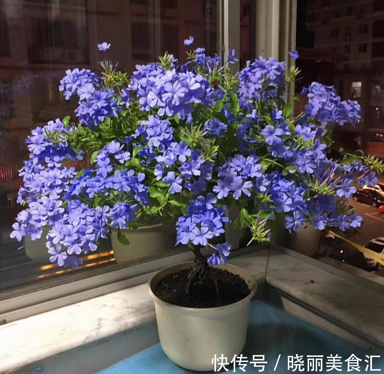 10种花“冷天”长得慢，“穷养”多晒更健壮，不然易烂根，难过冬