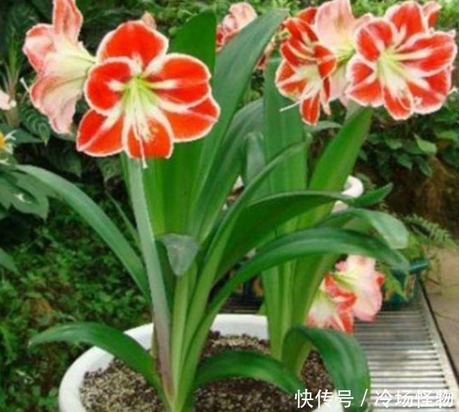 4种花不仅名字好听,花也超美,好养易活,轻松爆成花海