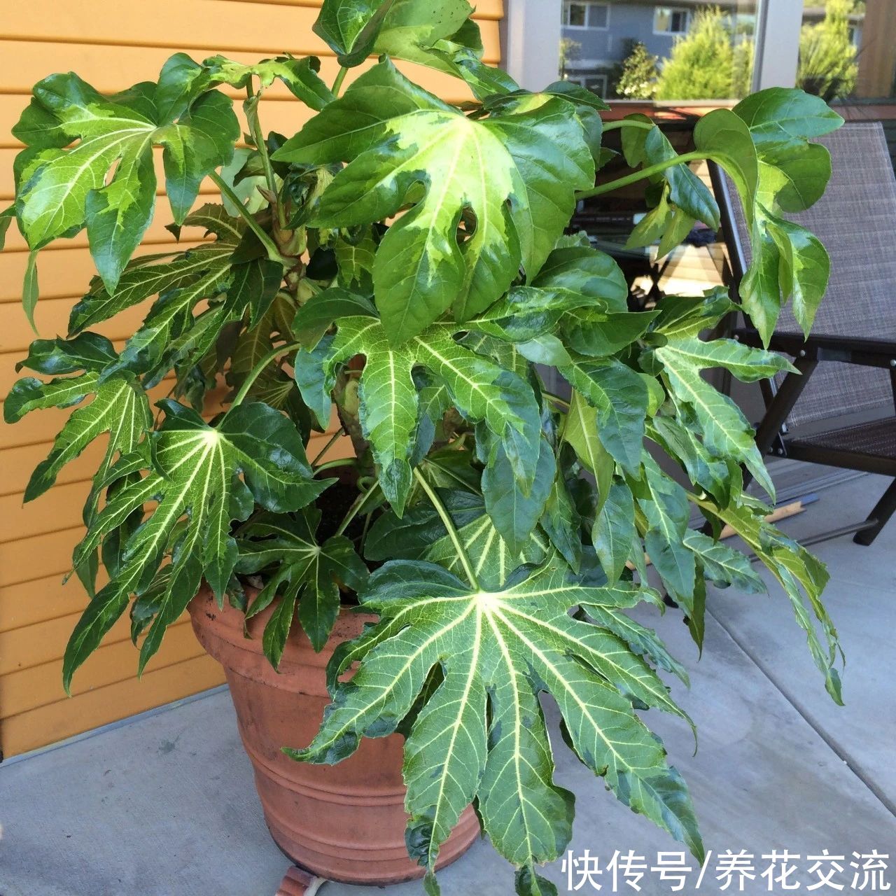 叶片|枝叶长得特别壮观的八角金盘，品种还挺丰富，适合养成室内大盆栽