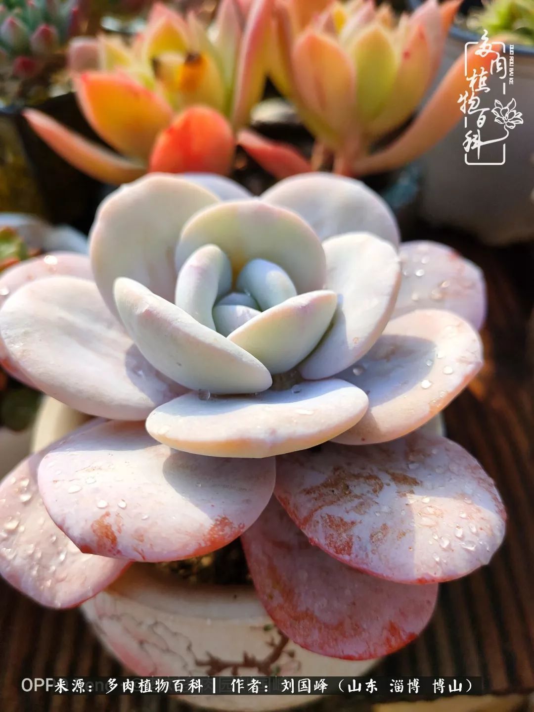 贵的不一定是对的，你的多肉究竟值多少钱附冬季养护攻略！