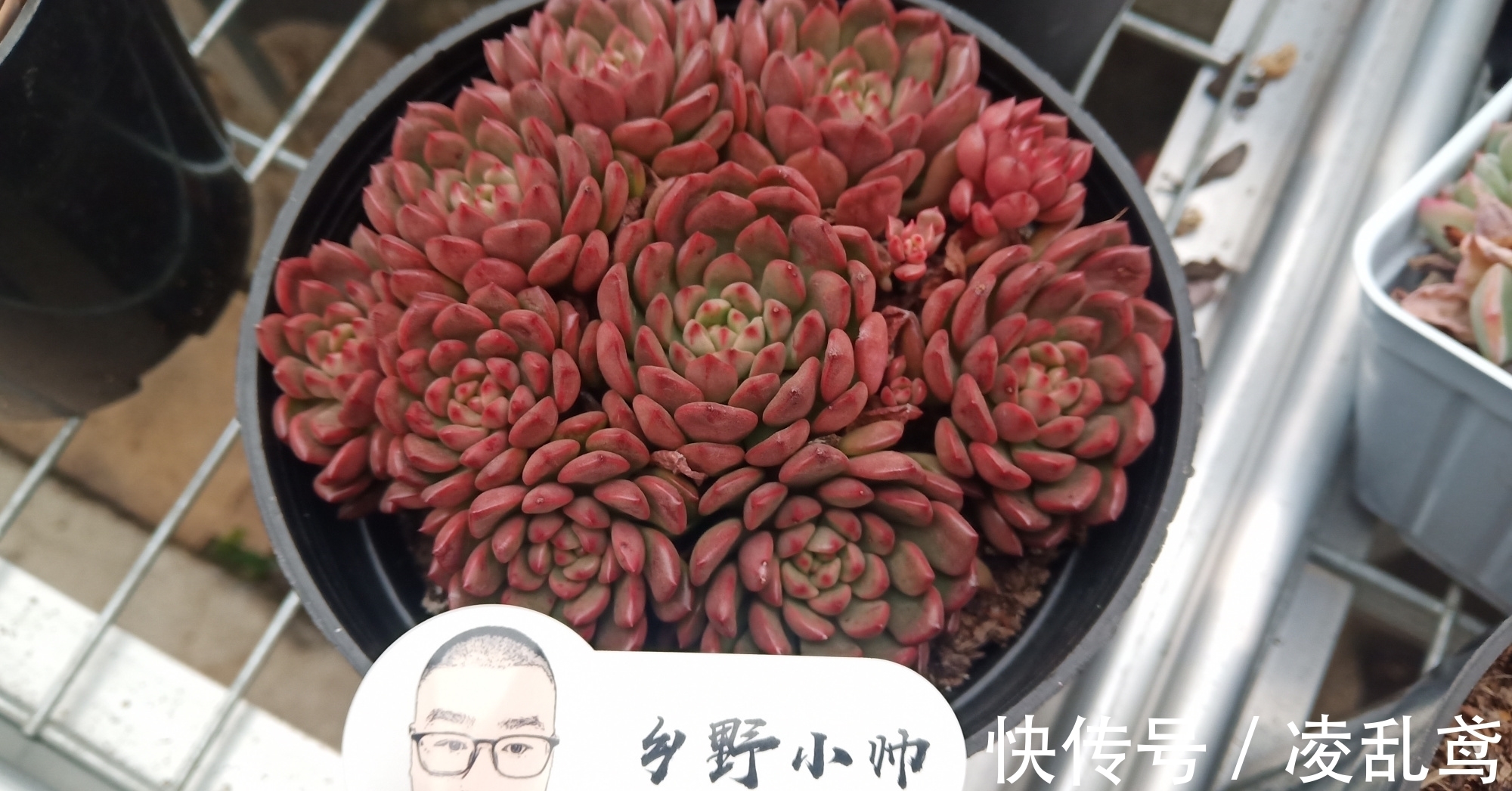 多肉叶插,掌握好这6个关键,成活率99%,你做对了吗?