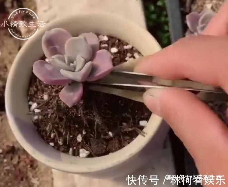 移栽|多肉叶插,从摘叶子开始,简单3步,轻松变大户