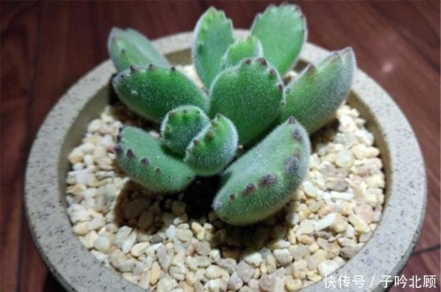 多肉熊童子养胖不难,做好3方面,小熊变胖熊!