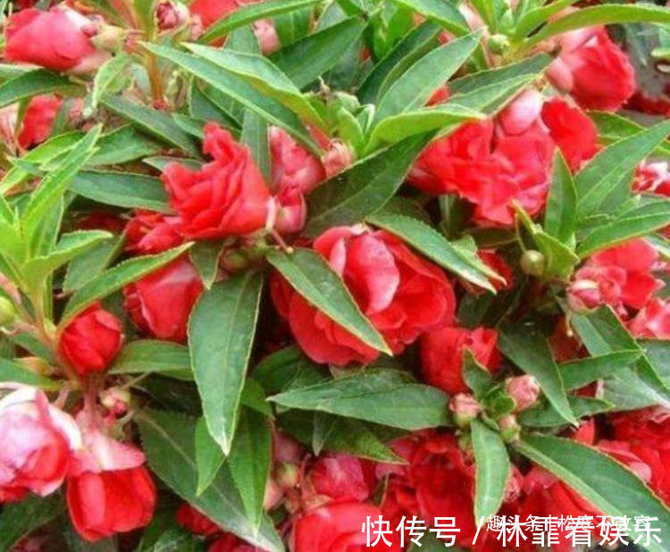 阳台养花，不妨养这款植物，花期长又好养，沾土就活