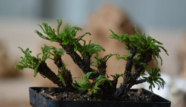 长在“山坡”上的“传奇”野草,挖一棵养家里,越养越值钱!