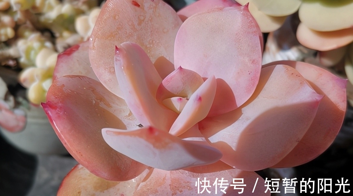 如果不说是白凤,大家能认得出来吗?控养的白凤,完美逆袭