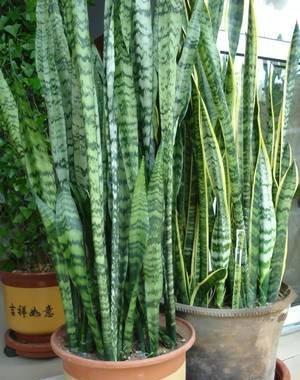 虎皮兰不长芽打开小开关,叶子厚又直,挤满一圈“肥崽子”