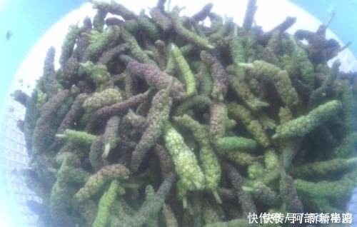 东风菜|农村4种常见野菜，殊不知强身补男，比名贵药材好，见到别踩死