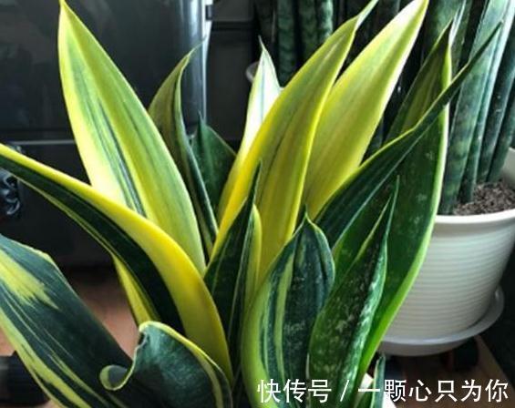 家里养虎皮兰,教你5招爆盆小技巧,长势疯,根本停不下来