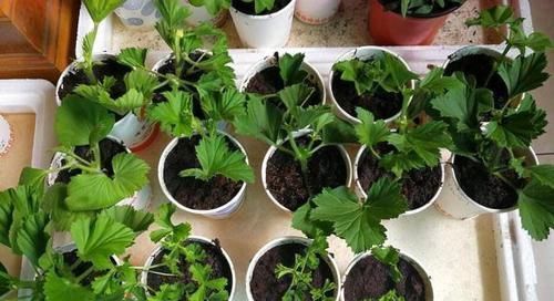 别只用阿司匹林,“扦插”用上这“3药粉”,7天“白根”肥又壮