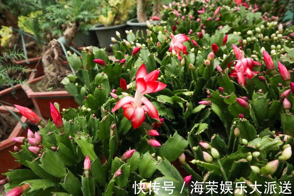 小花盆才能养好的花,种在大盆里太危险,一不小心就烂根