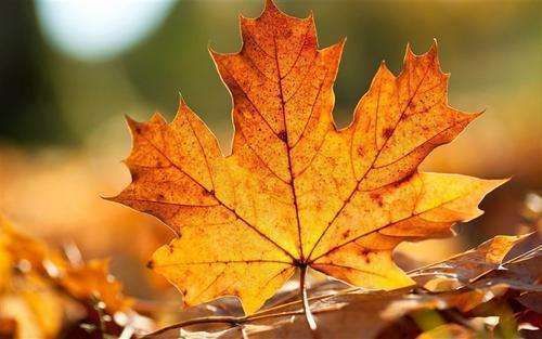 一弯月@《浣溪沙》16首初识芦花浅水边，幽香桂子著轻烟