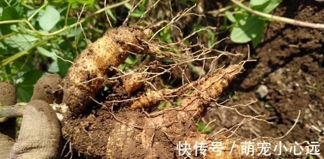 家乡|此为“山海螺”,若长在你家乡,请少挖些,答应我,因为太珍贵了