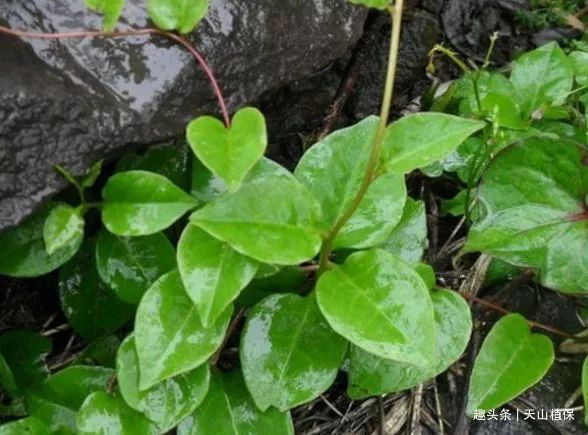 根状茎|乡下一种纯天然的野菜，常吃可以补肾、抗癌防衰老，食用价值高