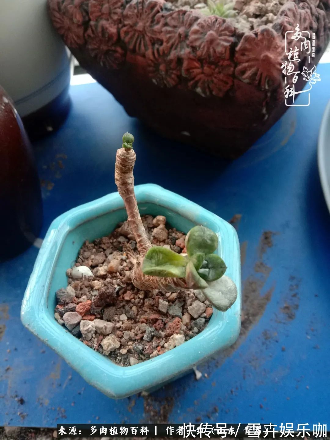 红稚莲|多肉度个夏,回到解放前!曾经有多美,现在就有多丑!