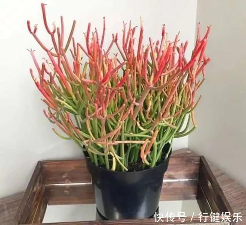 10种长相很怪异的盆栽植物,都很适合养在花盆里