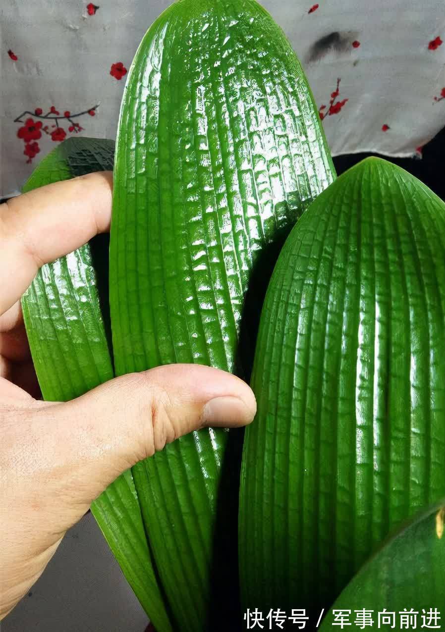 成龄|君子兰冬天要“富养”,2个基础,四个关键,做好就能开大花