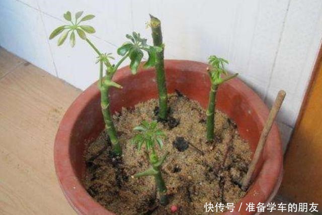 2种漂亮的绿植不用买,枝条扦插生根快,成活率高!