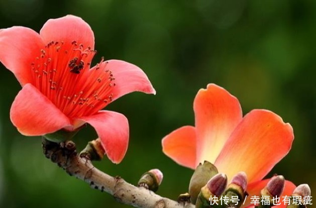 此花盛开时,娇艳的花朵宛如英雄的鲜血染红了树梢,十分绚丽夺目