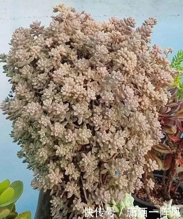 她把多肉种在阳台,一直长到楼下,天天被邻居投诉!