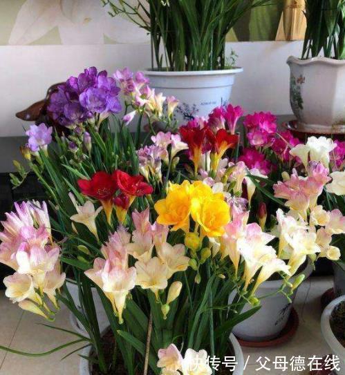 适合冬天的6种盆栽花，皮实好养颜值高，香味清新超迷人