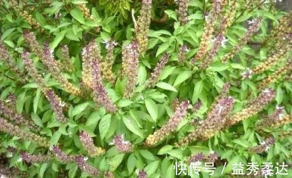 中药材|乡下一种野草看起来不起眼,市场价一斤40元,是一种中药材