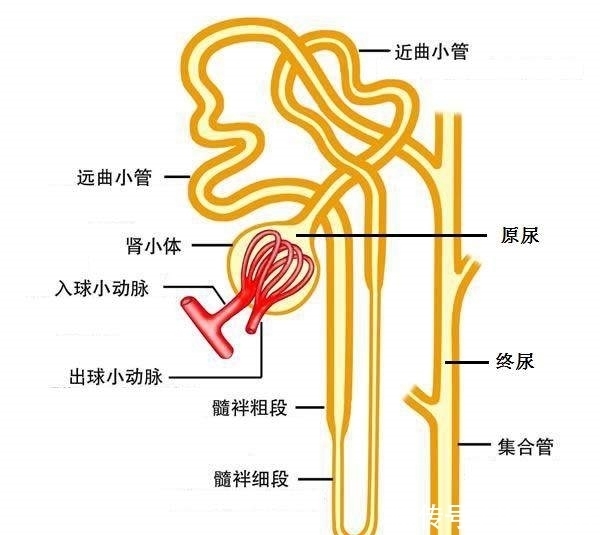 小肠|喝水变成尿，究竟需要多长的时间？