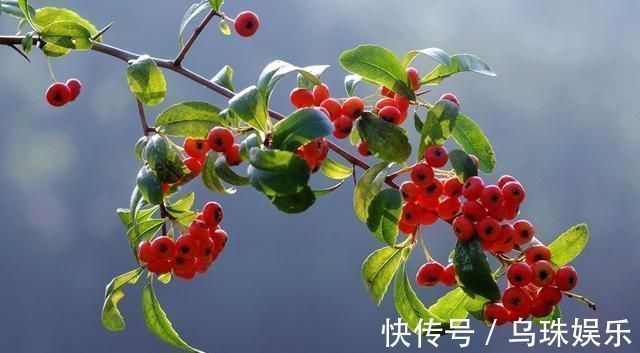 盆景|农村当柴烧的花,搬回家剪一剪就能变盆景,喜庆又好看