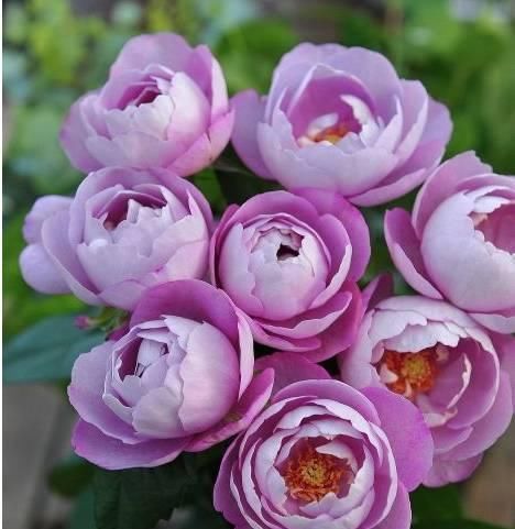  品种|养月季5年，总结出4种香型月季，养一盆香飘满屋