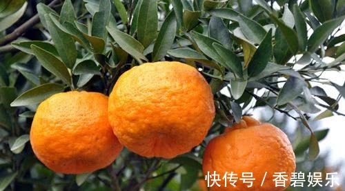 柠檬酸|常吃橘子好处多多,但橘子有1大禁忌,很多人一直不清楚