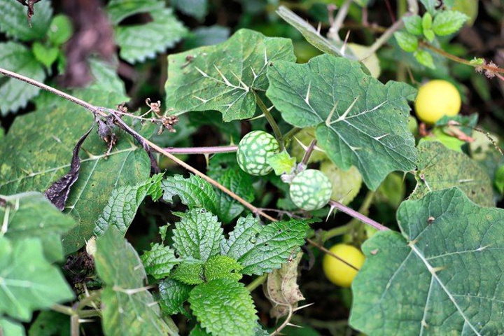药用价值|在乡下无人问津的一种野草,药用价值却极高!真是可遇不可求
