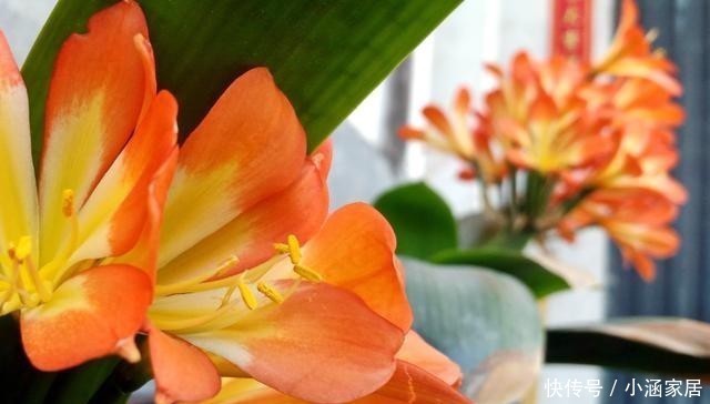 君子兰为什么会夹箭,君子兰夹箭了怎么办,别慌,我来告诉你!