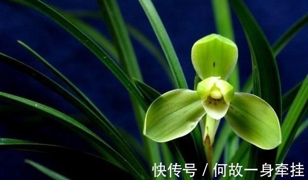 春兰老八种之首“宋梅”,花开梅瓣型,兰香醇正,是梅瓣兰之代表