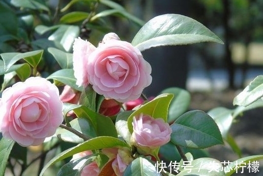 茶花怎样养才能一年比一年开花多,正确疏蕾和追肥必不可少