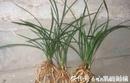 叶片|这3种花不开花像野草,很多人都以为是野韭菜,开花后令人惊喜