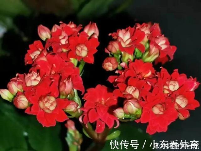 叶子|10种花要控水,天热反而不能浇,一浇水就死