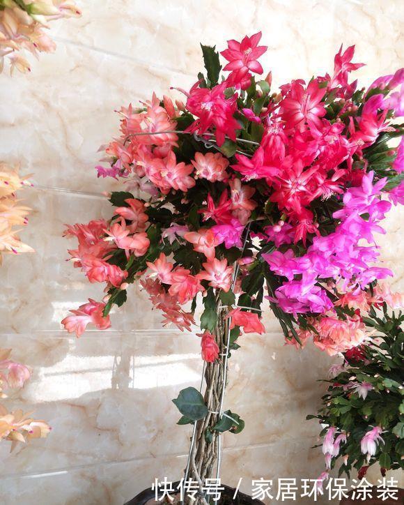 浇水|6种花,最怕热,30度就黄叶,再乱浇水,容易“烂根”